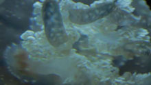 Boston and New England Aquarium
